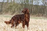 SETTER IRLANDAIS 422